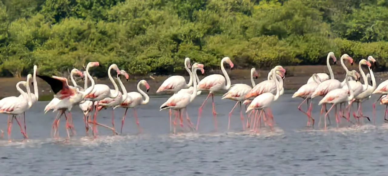 Coringa Mada Forest Boating to Open Island photo 9