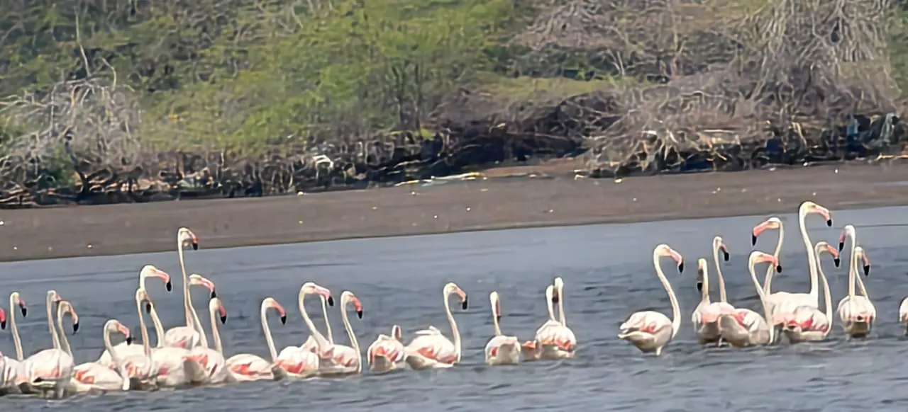 Coringa Mada Forest Boating to Open Island photo 12