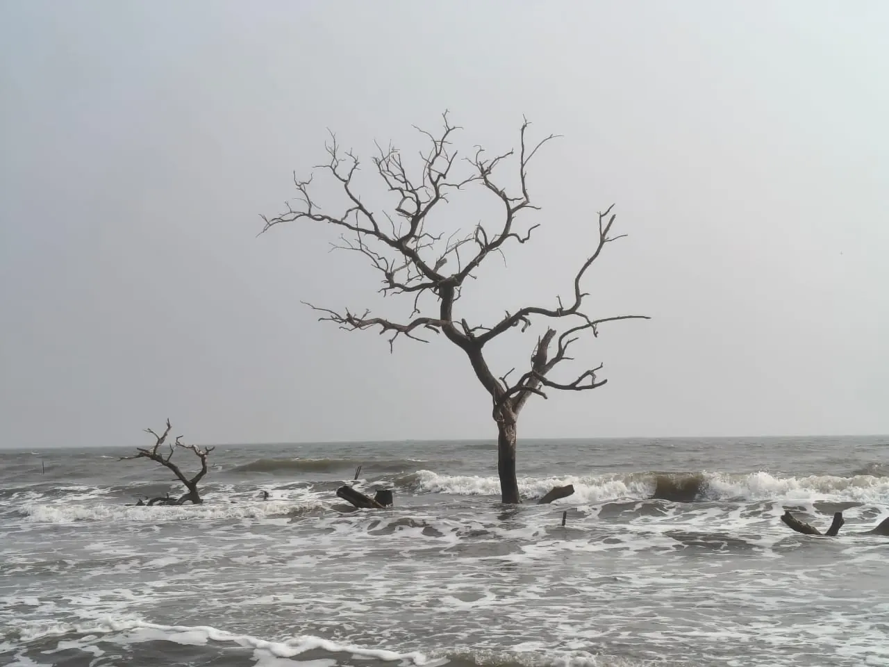 Coringa Mada Forest Boating to Open Island photo 11