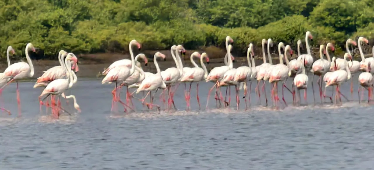 Coringa Mada Forest Boating to Open Island photo 8
